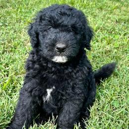 Mr Hamley - Black male Assorted Doodle Crosses puppy in Kansas City, Missouri from Beary GoldenDoodles