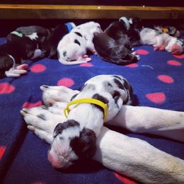 Great Dane Puppies from Dog in Mind Danes