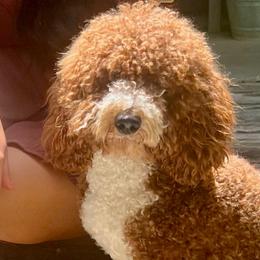 Murphy - Goldendoodle