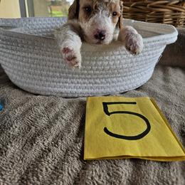 Boy 5 - Apricot male Poodle puppy in Detroit, Michigan from Pretty Spoiled Spoos llc