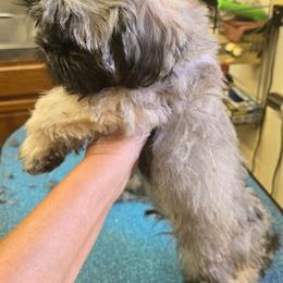 Akc male brindle  new pics coming - Brindle male Shih Tzu puppy in Missouri from Anna's Babies in the Midwest