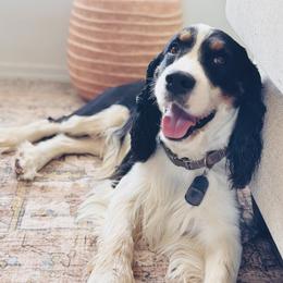 English Springer Spaniel puppies from The Spaniel Garden