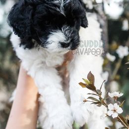 Cavapoo Puppies from The Cuddle Cavapoo Co.