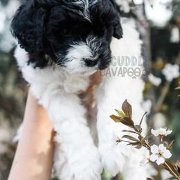 Cavapoo Puppies from The Cuddle Cavapoo Co.