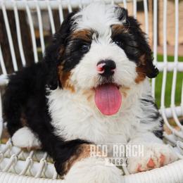 Cavapoos, Goldendoodles, and Poodles from Red Ranch Dogs