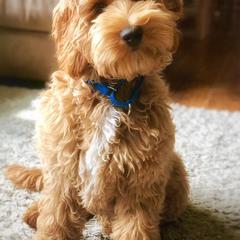 Australian Labradoodles from Cottonwood Labradoodles