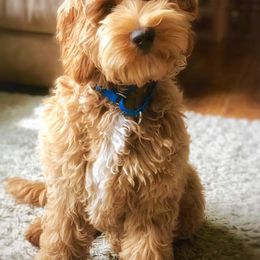 Australian Labradoodles from Cottonwood Labradoodles