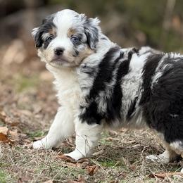 Belle - Blue merle female Miniature Australian Shepherd puppy in Natural Dam, Arkansas from Natural State Aussies