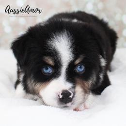 Black Tri 2 blue eyes - Black tri male Miniature Australian Shepherd puppy in Pinehurst, Texas from Aussie Amor