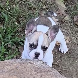 French Bulldog Puppies from FOSTERS FRENCHIES