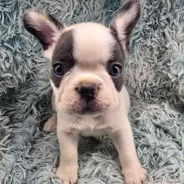Strait - Blue male French Bulldog puppy in Waitts Lake, Washington from Best Friend standard Frenchies