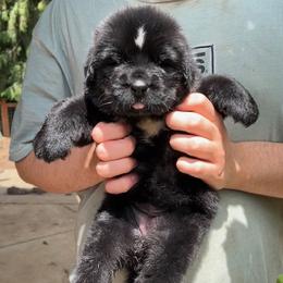 Newfoundland Puppies from Black Lions Newfoundlands