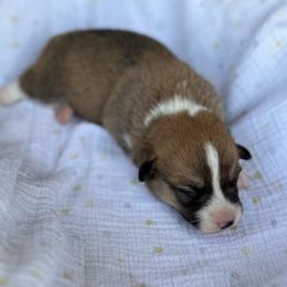 Xena - Red female Pembroke Welsh Corgi puppy in Hope, Arkansas from Foxy Knoll Farm