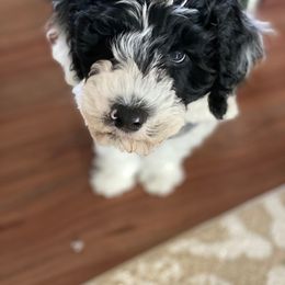 Portuguese Water Dog Puppies from Prestige Portuguese Water Dogs