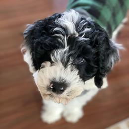 Portuguese Water Dog Puppies from Prestige Portuguese Water Dogs