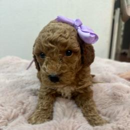 Lavender - Red  female Goldendoodle puppy in Shingle Springs, California from Creamy Retrievers