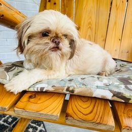 Charlotte - Shih Tzu