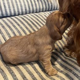 Puppy Boy 1 - Ruby male Cavalier King Charles Spaniel puppy in Fair Haven, New Jersey from Franhaven Kennel