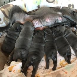 French Bulldog Puppies from Crooked C Ranch