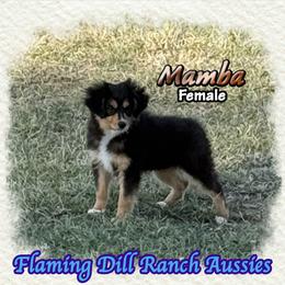 Mamba - Black tri female Toy Australian Shepherd puppy in Forestburg, Texas from Flaming Dill Ranch Aussies