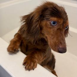 April - Dachshund