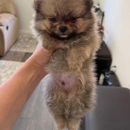 Roadie - Chocolate merle male Pomeranian puppy in Bakersfield, California from Alicia Amparano