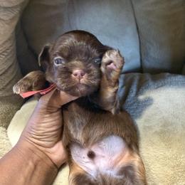 Prince Red - Chocolate male Shih Tzu puppy in Xenia, Ohio from Crown & Tress Shih Tzu