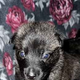 Dutch Shepherd Puppies from Monadnock Dutch Shepherds