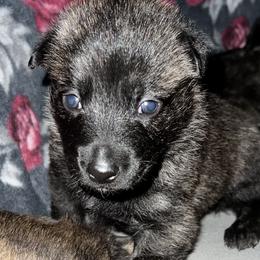Dutch Shepherd Puppies from Monadnock Dutch Shepherds