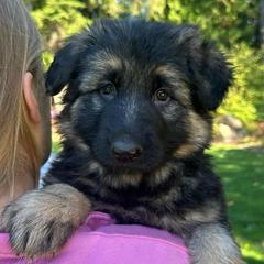 Yellow Sun Joy - Black and tan female German Shepherd puppy in Bonney Lake, Washington from German Shepherds Von Washington