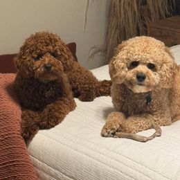 Cockapoo and Goldendoodle All Grown Up from Meghan McKay