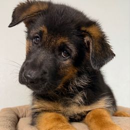 Girl 7th pink collar - Black and red female German Shepherd puppy in Hollis Center, Maine from Noble German Shepherds of Maine