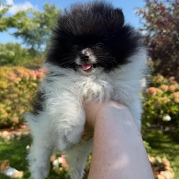 Leo - Black parti male Pomeranian puppy in Waterloo, Indiana from Garcias Pomeranian
