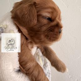 Cavalier King Charles Spaniel and Cavapoo Puppies from Unicorn Tears and Cavaliers