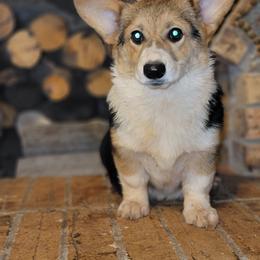 Girl 1 - Pembroke Welsh Corgi puppy in Anton, Texas from X Bar's Lil Legs of Texas