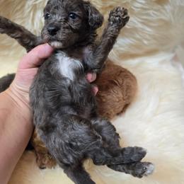 Poppy - Silver-beige  female Poodle puppy in Washington from Mt.BakerPoodles&Doodles