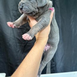 Pink collar - Blue female Great Dane puppy in Corsica, Pennsylvania from Ferguson Family Danes LLC
