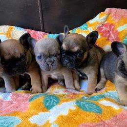 French Bulldogs from F&M Frenchie's