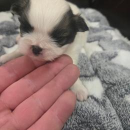 Brock - Sable and white male Japanese Chin puppy in Salem, Oregon from Chinnychinchinofsalem