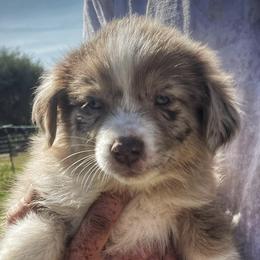 Australian Shepherds and Miniature Australian Shepherds from Puppy Love Ranch Mini Aussies