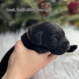 Donald - Black male Labrador Retriever puppy in Owosso, Michigan from Bennington Retrievers