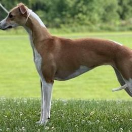 Rosa - Whippet