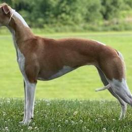 Rosa - Whippet