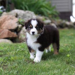 Poppy - Black tri-color female Australian Shepherd puppy in Bagley, Iowa from Diamond M Aussies