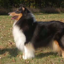 Collie Puppies from Creekwood Collies