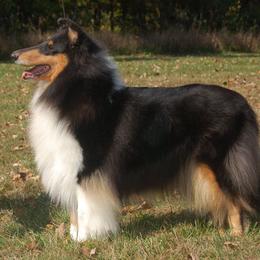Collie Puppies from Creekwood Collies