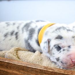 Pork Chop - Great Dane puppy in Fort Worth, Texas from Cowtown Danes