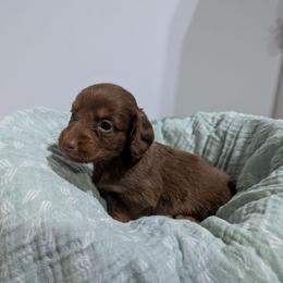 Pretzel - Chocolate and tan male Dachshund puppy in Lyles, Tennessee from Knox Ridge Dachshunds