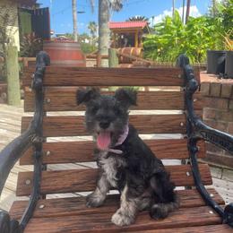 Daisy - Salt and pepper female Miniature Schnauzer puppy in Anthony, Florida from Amanda Tragash
