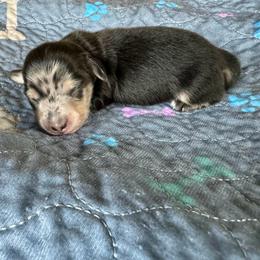 Jack - Dapple male Dachshund puppy in Wolf Lake, Indiana from Canisteo Dachshunds